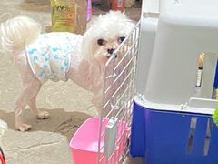 -宠小格时尚宠物生活馆(唐镇店)
