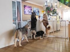 -Husky Go! 哈士奇体验馆·宠物咖啡厅狗咖