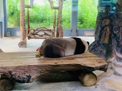 -海南热带野生动植物园