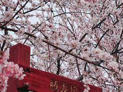 -桃花堤公园