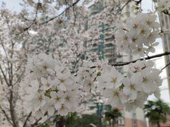 -西北湖绿化广场