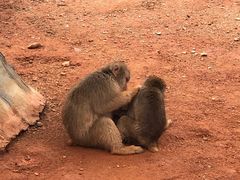 -辛玛王国游乐园