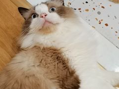 -滚猫咖啡·猫咖·猫友好撸猫(未来城店)