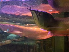 -正大生活馆(杨高中路店)