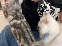 -共舞时光猫咖·狗咖(新街口店)