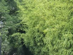 -莲湖公园