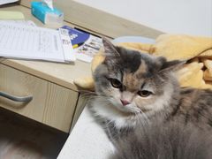 -乐派堂宠物医院·猫友好· 心脏科(东街店)