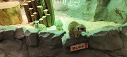 -Zoolung Zoolung动物主题公园(海信广场店)