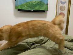 -纳吉亚猫专科动物诊疗中心(蒋宅口分院)