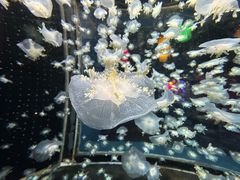 -太平洋海底世界