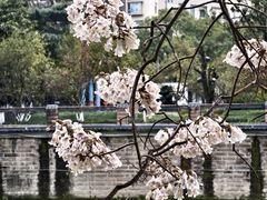 -成都市活水公园