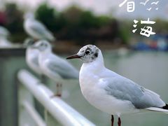 -海埂大坝