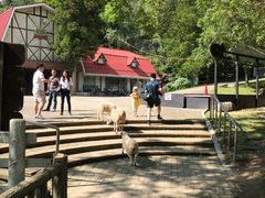 -神户市立六甲山牧场
