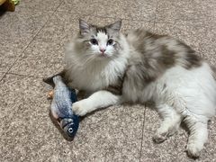 -FAELING PETS美天灵宠物(富力广场店)