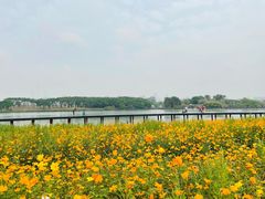 -海珠湖公园