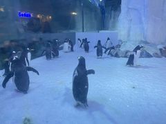 -芜湖新华联大白鲸海洋公园