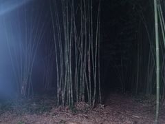 -芦沟竹海