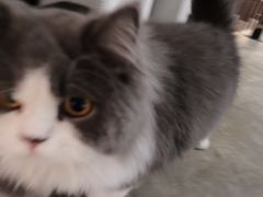 -浣熊柯尔鸭土拨鼠·电玩咖