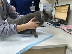 -贝康宠物医院·犬猫全科·小动物特色诊疗中心(东环路店)
