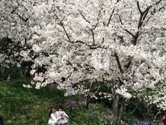 -苏州上方山国家森林公园