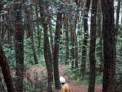 -铁山坪森林公园