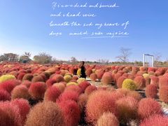 -花开海上生态园