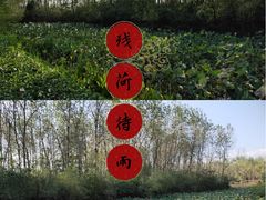 -合肥滨湖国家森林公园