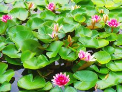 -国家植物园南园