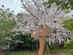 -顾村公园