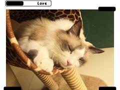 -飞行喵MR PILOT|猫舍·猫咖(静安大融城店)