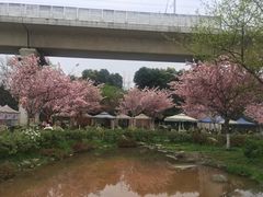 -秀丽东方