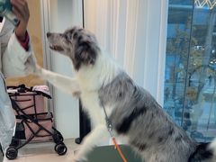 -帕帕拉兹宠物(亚洲旗舰店)