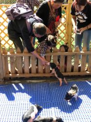 -萌宠亲子动物乐园(槐房万达店)