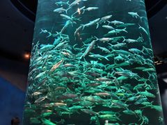 -香港海洋公园
