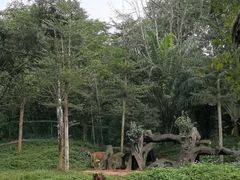 -海南热带野生动植物园