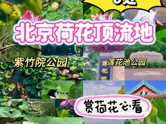 -白洋淀景区