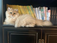 -猫大福·Fortune Cat猫舍(百子湾店)