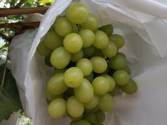 -马陆小张葡萄园农家乐