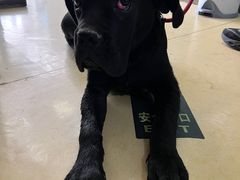 -皮特动物医院(24小时店)