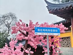 -鸡鸣赐茶(鸡鸣寺路店)