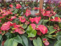 -荷兰花海
