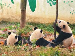 -中国大熊猫保护研究中心雅安碧峰峡基地