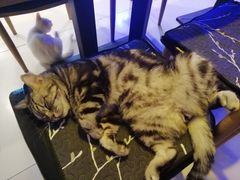 小黑-平行世界·猫咖(首经贸店)