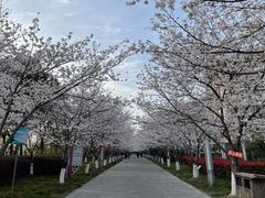 -高东镇樱花园