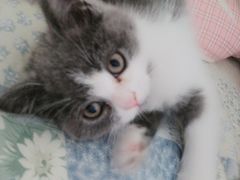 -西安京西宠物医院·瘫痪·疑难杂症
