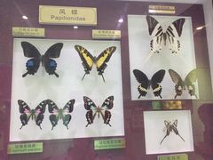 -上海昆虫博物馆