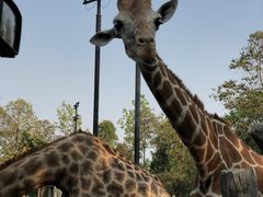 -清迈夜间动物园