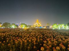 -荷兰花海
