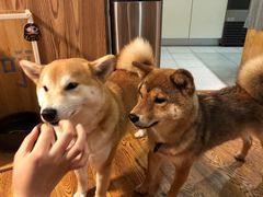 -柴务处·柴犬主题狗咖