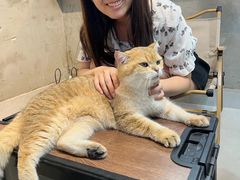 -Heymao猫咖.咖啡厅(东门店)